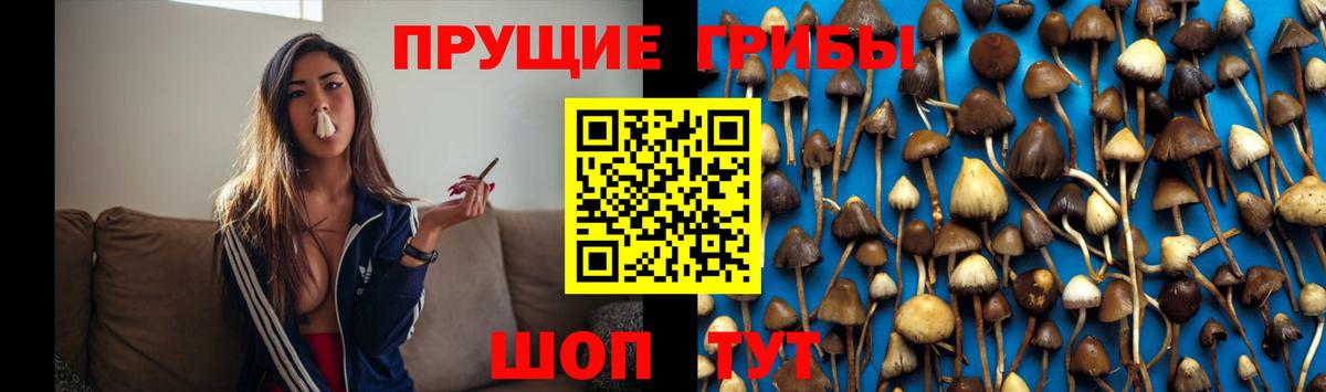 где купить наркоту  Вход с VPN  Ессентуки  Галлюциногенные грибы мицелий 